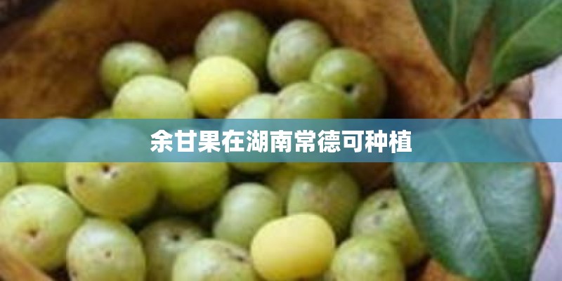 余甘果在湖南常德可种植