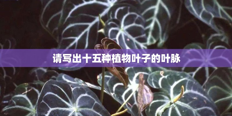 请写出十五种植物叶子的叶脉 请写出十五种植物叶子的叶脉