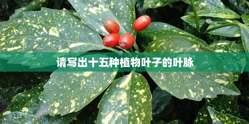 请写出十五种植物叶子的叶脉 请写出十五种植物叶子的叶脉