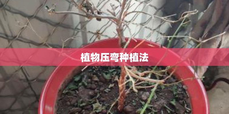 植物压弯种植法 植物压弯种植法