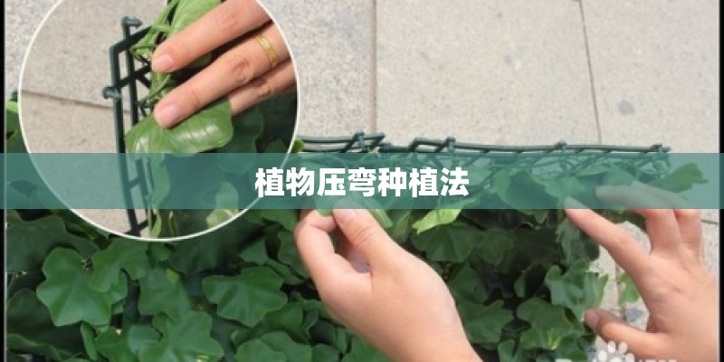 植物压弯种植法 植物压弯种植法