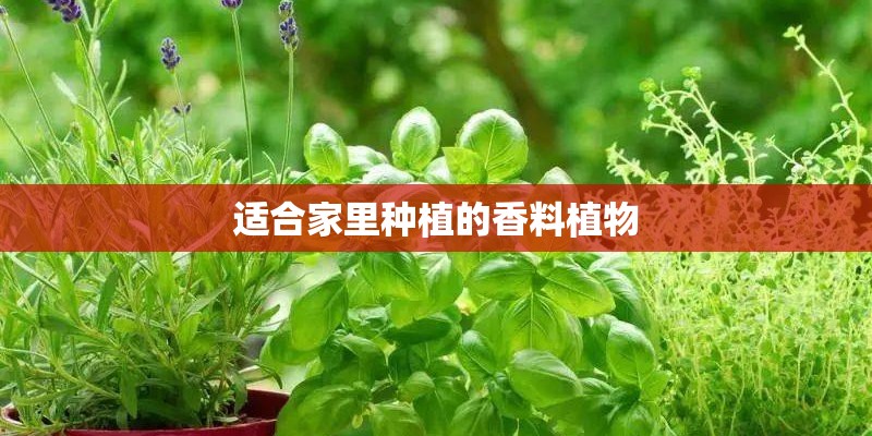 适合家里种植的香料植物 适合家里种植的香料植物