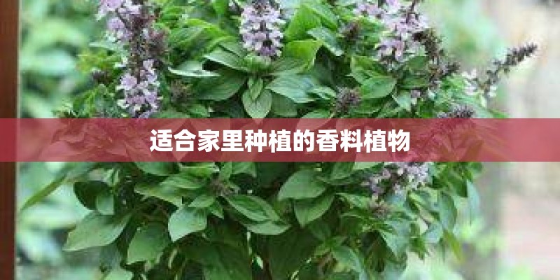 适合家里种植的香料植物 适合家里种植的香料植物
