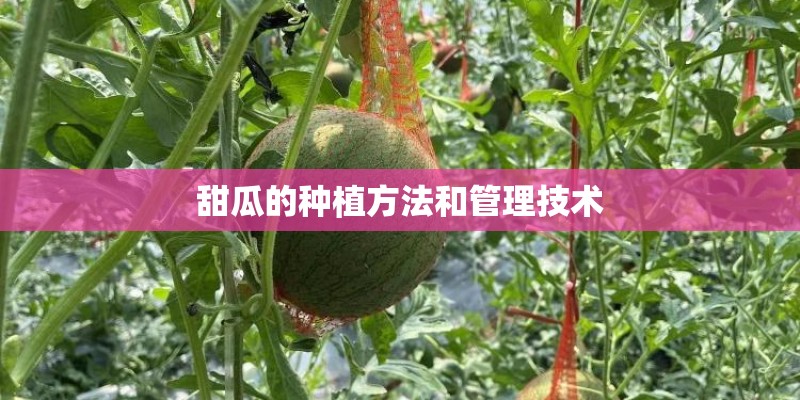 甜瓜的种植方法和管理技术 甜瓜的种植方法和管理技术