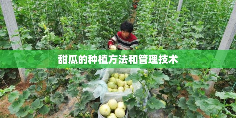甜瓜的种植方法和管理技术 甜瓜的种植方法和管理技术